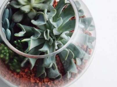 Succulent Catalog Image